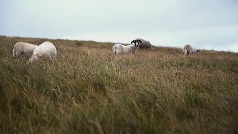 flock of sheep grazing in the scottish highlands