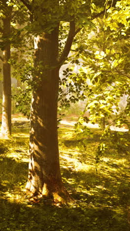 sunlight through the trees in a forest