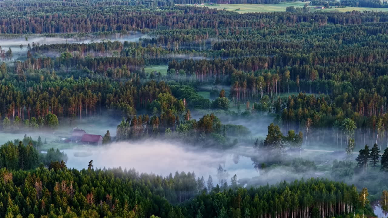 Descending aerial view over a foggy Latvian forest during early morning, revealing a peaceful and atmospheric landscape, a village house surrounded with pine forest
