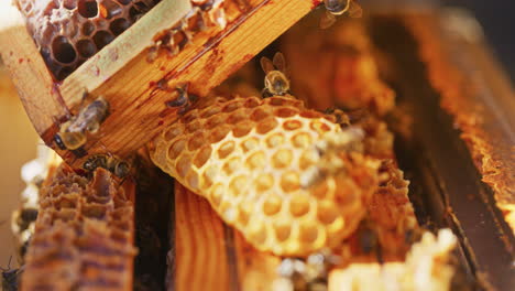 view of bees working on honeycomb