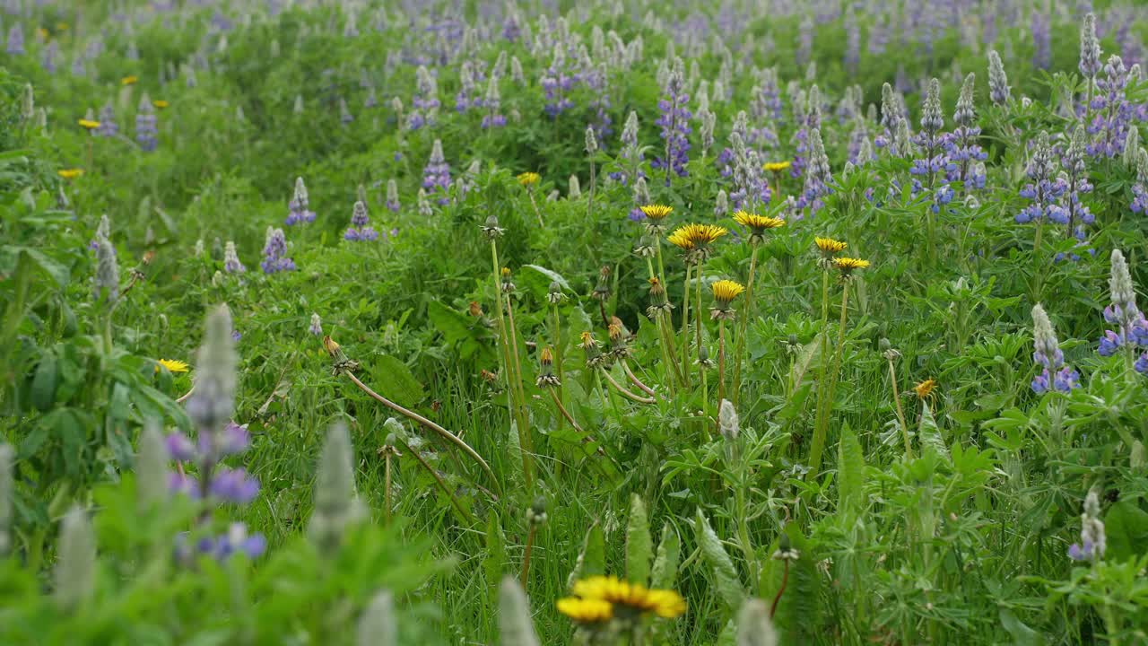 un primer plano de hermosas flores de lupino y diente de león coloridas en un prado exuberante balanceándose suavemente en la brisa