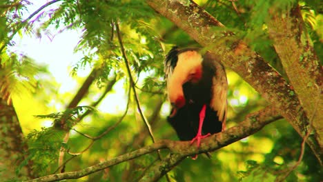 Ibis-Colorido-De-Cuello-Buff,-Ibis-Posado-En-Una-Ramita,-Percha-En-Una-Rama,-Theristicus-Caudatus,-Ibis,-Plumas-Rascadoras,-Con-Pico-Largo,-Naranja,-Amarillo,-Fondo-De-Manglar,-Bokeh-Cinematográfico