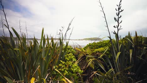 paseo marítimo costero en nueva zelanda