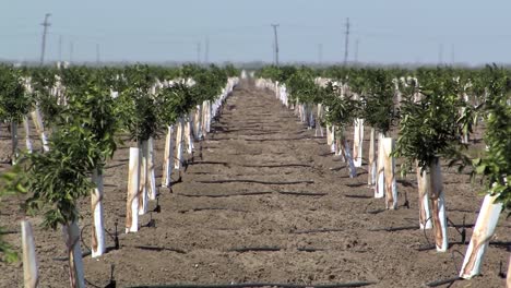 viñedo recién plantado en el calor, california, ee.uu.