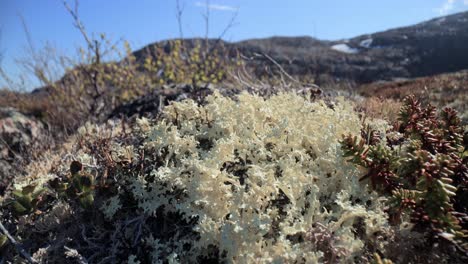 Flechtenmoos-Der-Arktischen-Tundra-Aus-Nächster-Nähe.-Es-Kommt-Hauptsächlich-In-Gebieten-Der-Arktischen-Tundra-Und-Der-Alpentundra-Vor-Und-Ist-äußerst-Kälteresistent.-Cladonia-Rangiferina,-Auch-Als-Rentierbecherflechte-Bekannt.