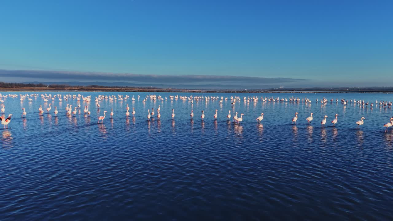 Many flamingos standing still in shallow water during sunset