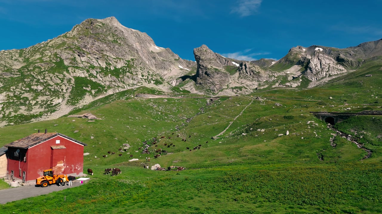 Zwitserse koeien grazend op groene alpenweiden nabij een rustiek gebouw en rotsachtige toppen.
