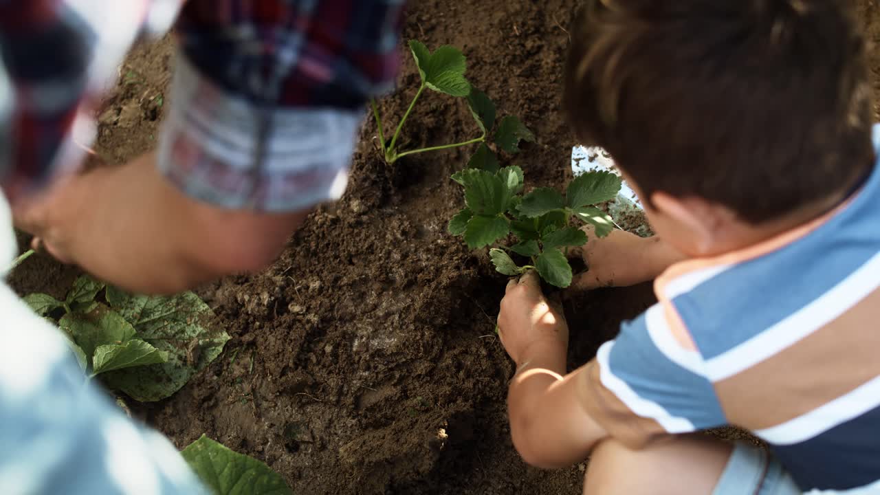 vista superior de un niño plantando una fresa con su abuelo