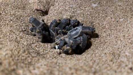 Babyschildkröte-Ei-Bewegt-Sich-Sand-Glatt-Meeresküste-Strand-Insel-Qeshm-Iran-Katar-Natur-Tierwelt-Meereslebewesen-Küstenlebensraum-Erhaltung-Umweltschutz-Sandstrand-Schildkröte-Jungtier-Natürliche-Landschaft