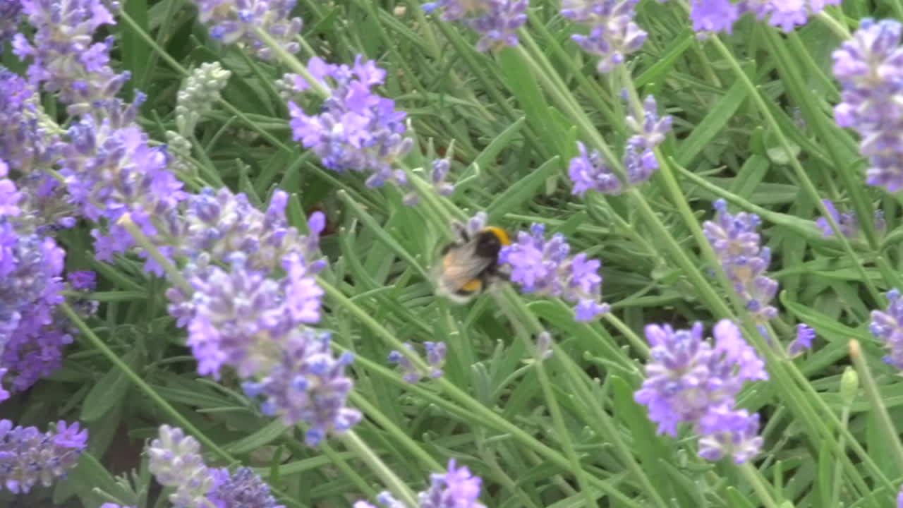imágenes de cerca de un abejorro polinizando flores de lavanda en un hermoso jardín botánico, en el campo
