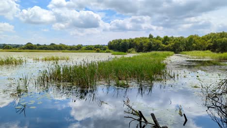 Scenic-peaceful-view-overlooking-lake-of-water-with-reeds-and-lilies-on-the-Somerset-Levels-in-England-UK