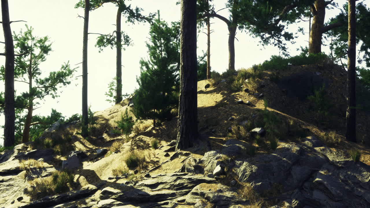 Serene forest landscape with tall trees and rocky terrain at sunset