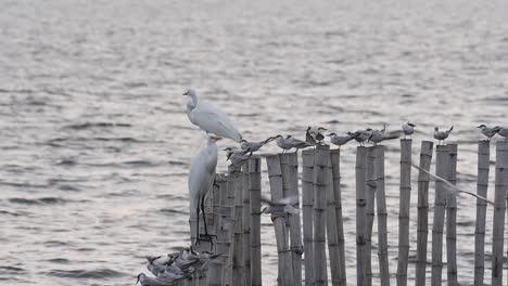 Garcetas-Comunes,-Garzas-Blancas