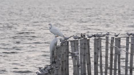 garzas comunes, ardea alba