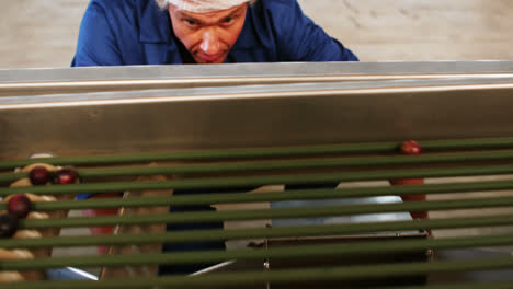 technician examining olive on conveyor belt