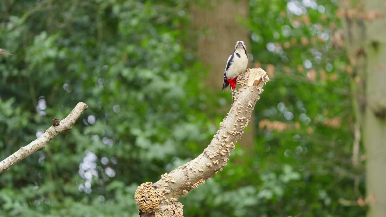 Close up of a woodpecker clinging to a vertical tree, feather and bark textures