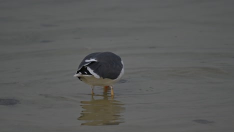Zugvögel:-Große-Lachmöwe,-Die-An-Der-Flachen-Küste-Bahrains-Auf-Der-Suche-Nach-Nahrung-Umherwandert