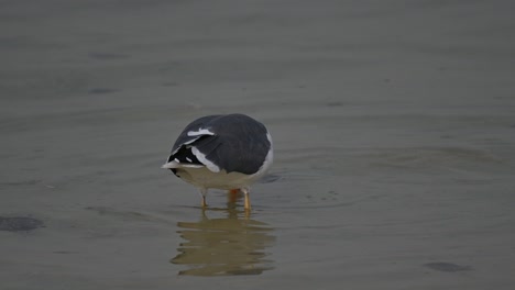 migratory birds great black-backed gull wandering in the shallow coast of bahrain for food