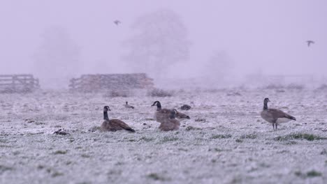 Gansos-Manteniéndose-Calientes-Durante-Las-Nevadas,-Tiro-De-Cámara-Lenta-De-Cierre-Medio