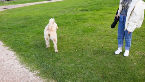 dog walking with owner on grassy area