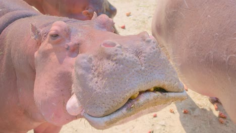 hipopótamo comiendo