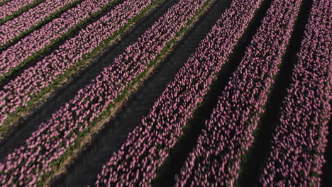 Variety Of Tulips Growing In Fields Near Wind Farm