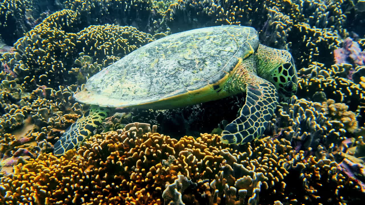 Sea turtle swimming over coral reef in clear tropical water