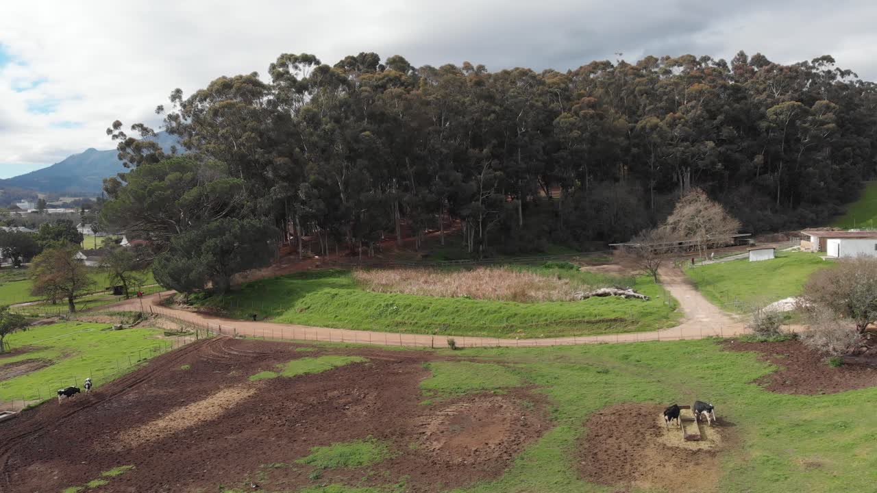 un plano de establecimiento se mueve desde un rebaño de vacas en un campo abierto, sobre un bosque, para revelar montañas en la distancia