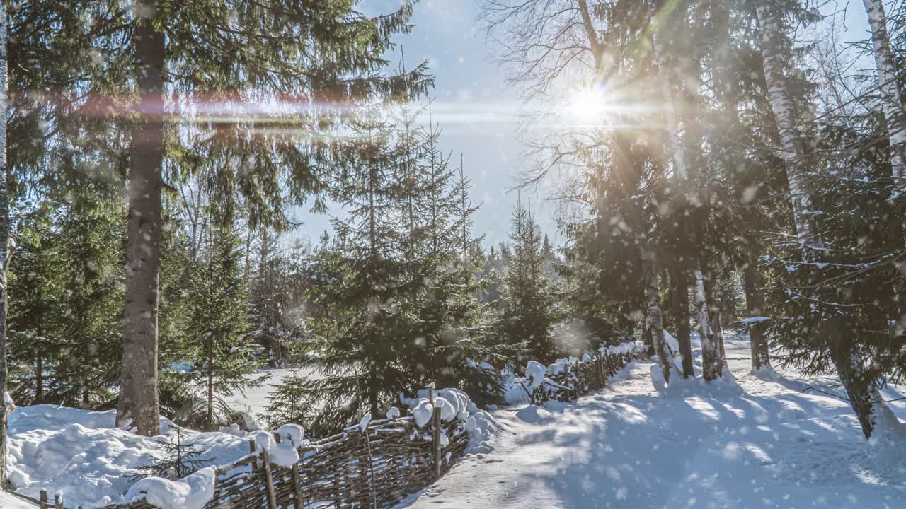 Furu og gran i magisk vinterskog med fallende snø på en solrik dag. Snøfall i vinterskog. Bakgrunn for jul, vinter og nyttår. Cinemagraph, sømløs animasjon. Hvit og blå farge.
