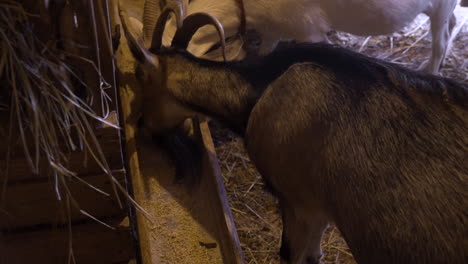 hombre poniendo comida en el pesebre