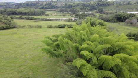 rivers, trees, animals and nature of colombia