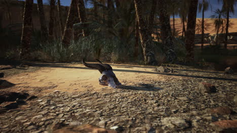 un cráneo en el desierto