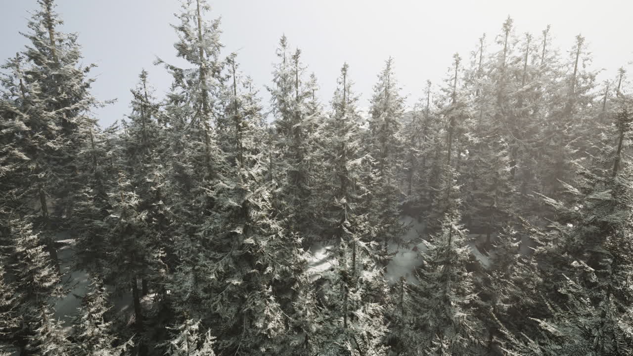 Luftfoto af en sneklædt nåleskov om vinteren