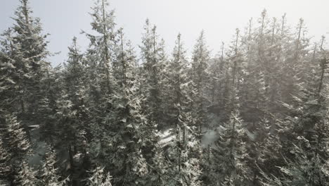 aerial view of a snow covered coniferous forest in winter