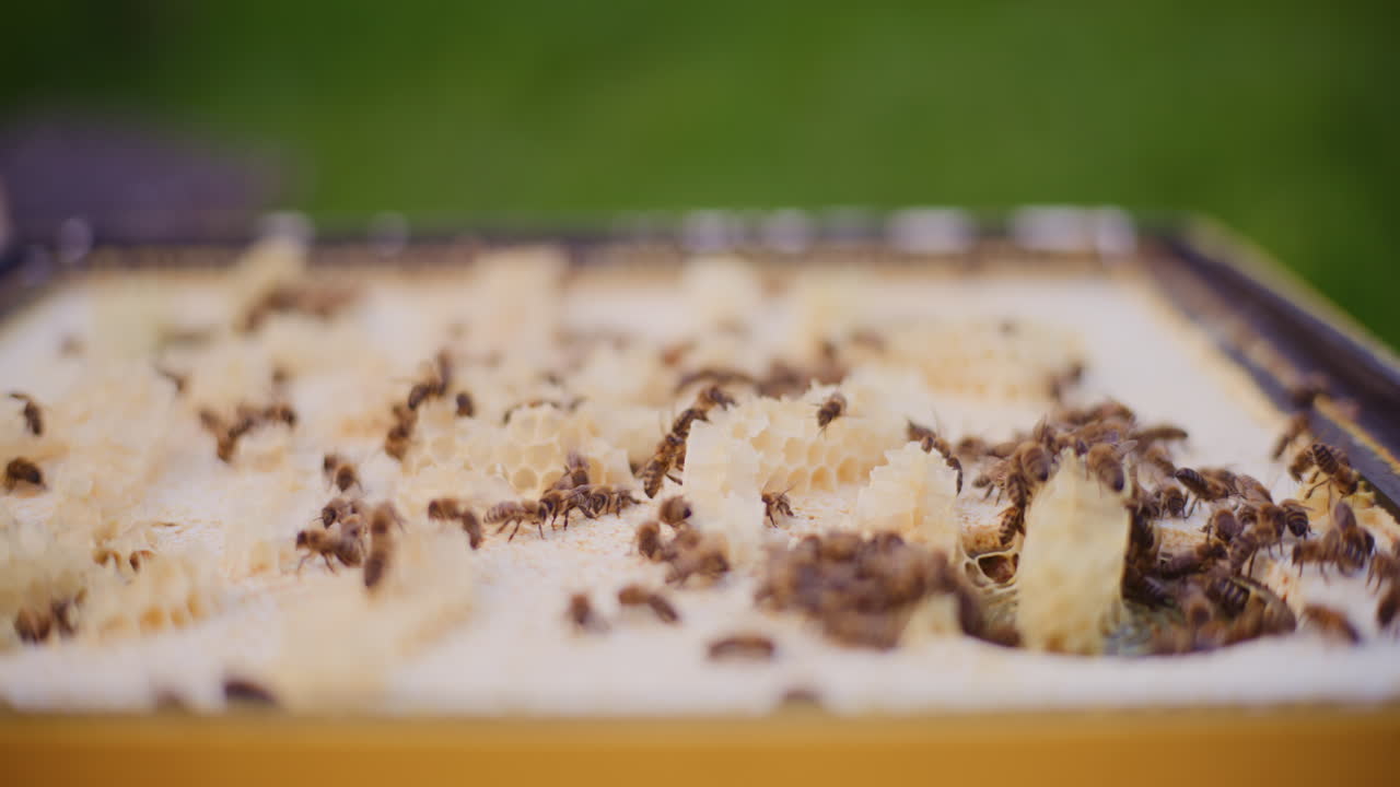 Bees busy at work in the hive, producing honey.