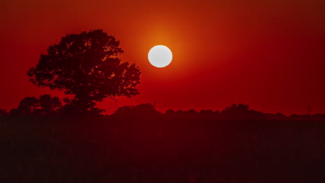 Un-Sol-Amarillo-Se-Pone-En-Un-Cielo-Rojo-Brillante-Detrás-De-La-Silueta-De-Un-Gran-árbol