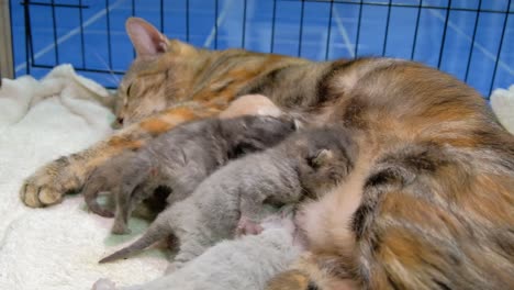 Mutterkatze,-Die-Auf-Dem-Haustierkäfig-Liegt,-Mit-Hungrigen-Kätzchen,-Die-Milch-Saugen