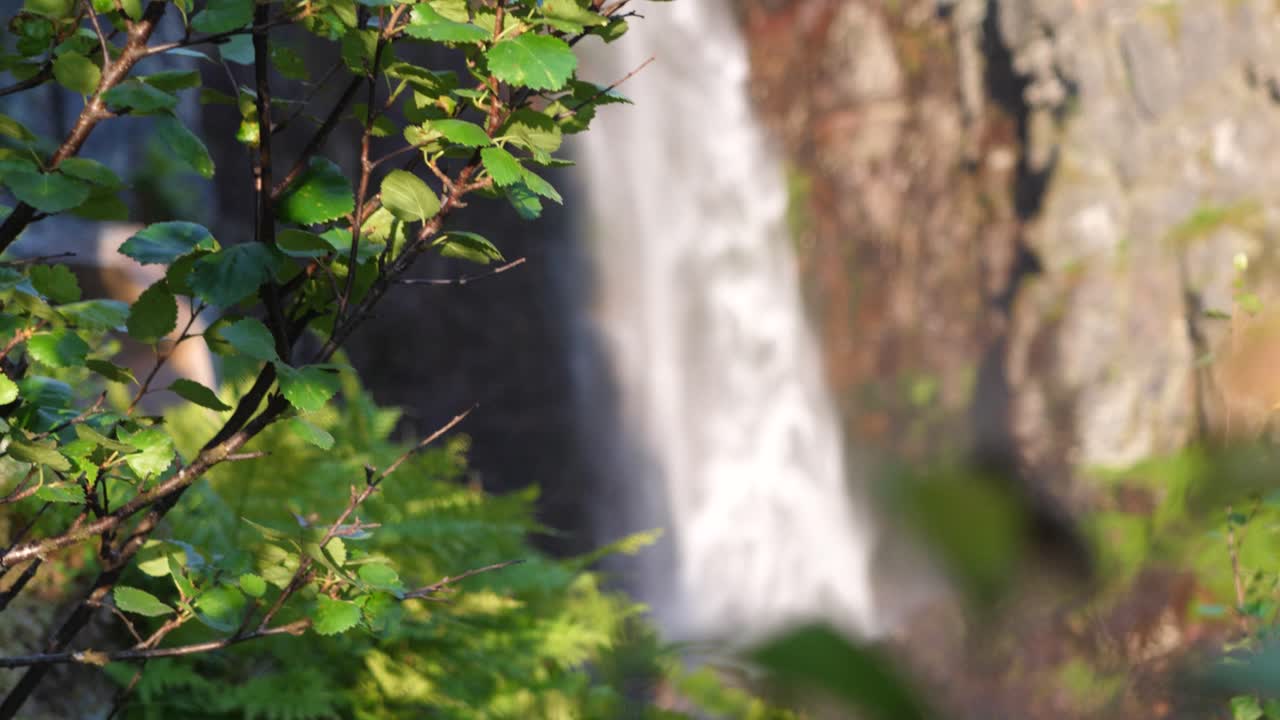 Pan down shot, pulling focus from beautiful green vegetation to tall Njupeskär waterfall, between eroded canyon, at Fulufjället National Park, Sweden
