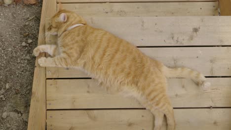 torange tbby cat resting on some wooden stairs