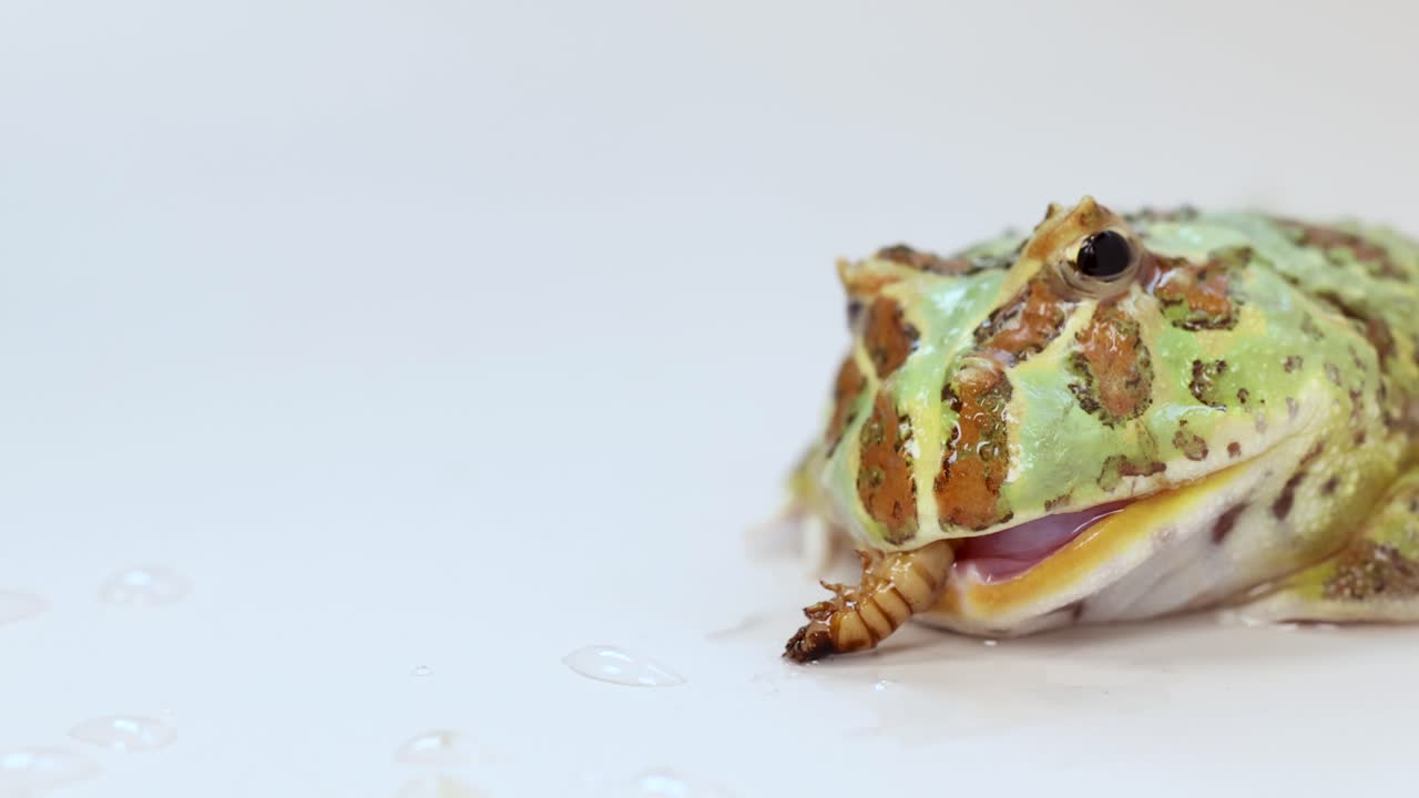 A horned frog consumes a superworm on a white surface, showcasing natural feeding behavior in a well-lit setting