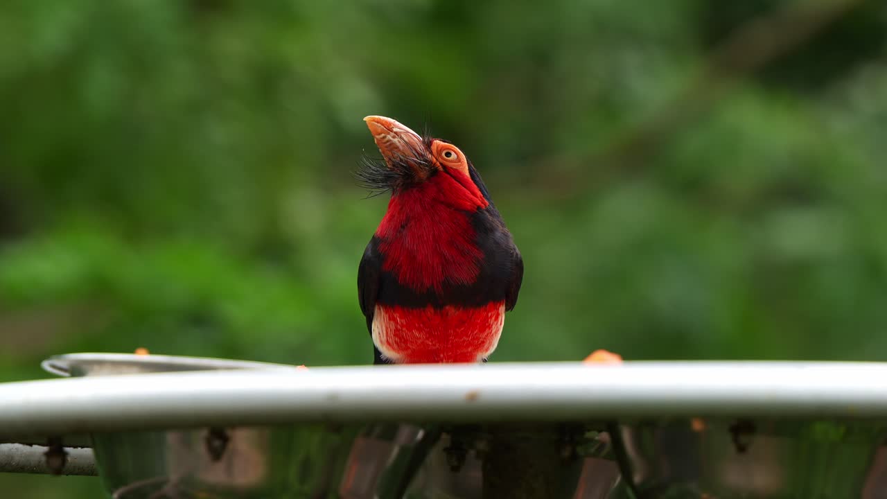 barbet barbudo africano con cerdas distintivas, comiendo fruta del cuenco de alimentación de pájaros y preguntándose por los alrededores, tiro de cerca