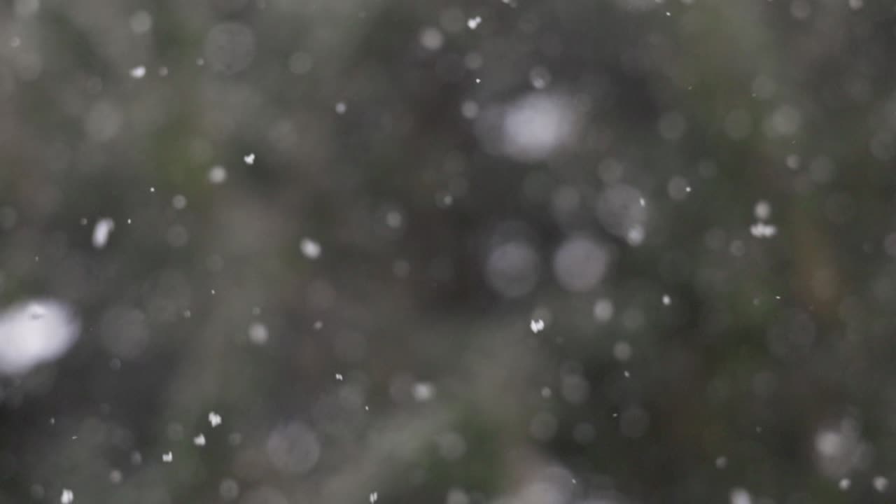 Slow Motion snowflakes on Christmas Day in an Evergreen Forest