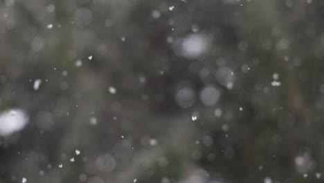 copos de nieve en cámara lenta el día de navidad en un bosque siempre verde