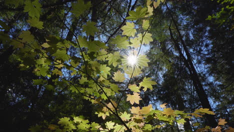 Estrella-Del-Sol-Que-Mira-A-Escondidas-A-Través-Del-Arce-De-La-Vid-En-Otoño