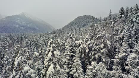 Hermoso-Bosque-De-Nieve-En-Invierno.-Volando-Sobre-Pinos-Cubiertos-De-Nieve.