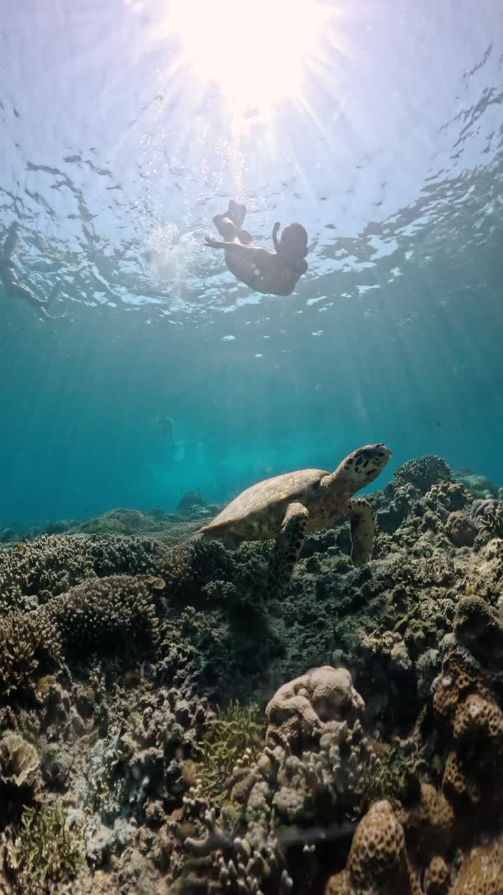 Sea turtle or chelonioidea underwater view diving with turtles divers scuba dive in the sea.