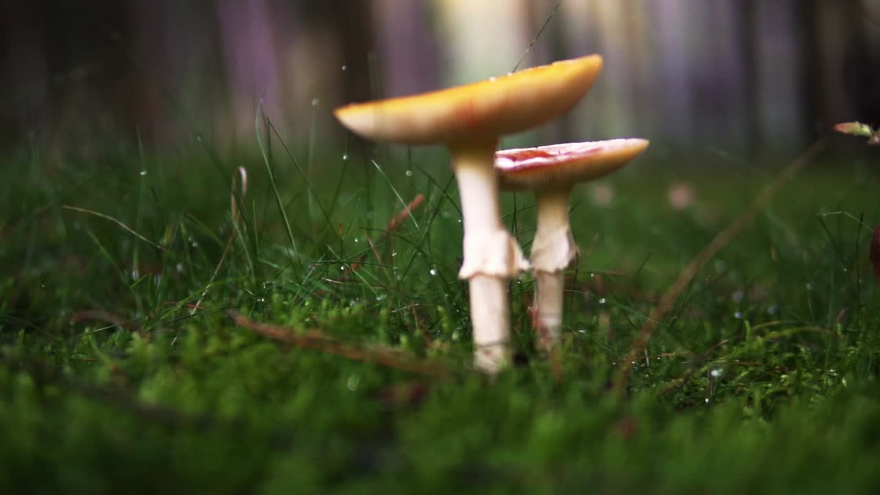 독일의 가을이나 가을에 아름다운 숲에 있는 버섯