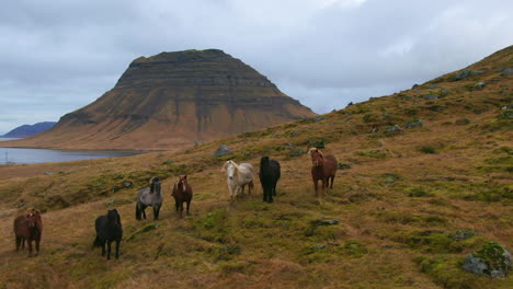 caballos salvajes de pie en una ladera con montañas en la distancia en islandia kirkjufell montaña cerca de grundarfjordour