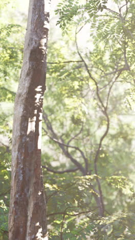 sunlight filtering through forest canopy