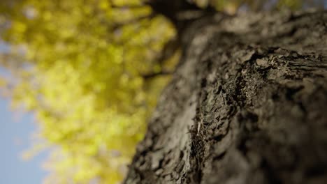 4k-Amarillo-Otoño-Colores-Japón-Momiji-Velocidad-En-Tiempo-Real